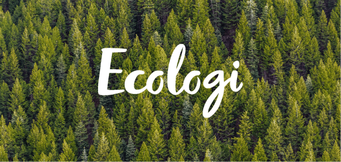 Celebrating a green milestone: Findel plants over 5,000 trees with Ecologi